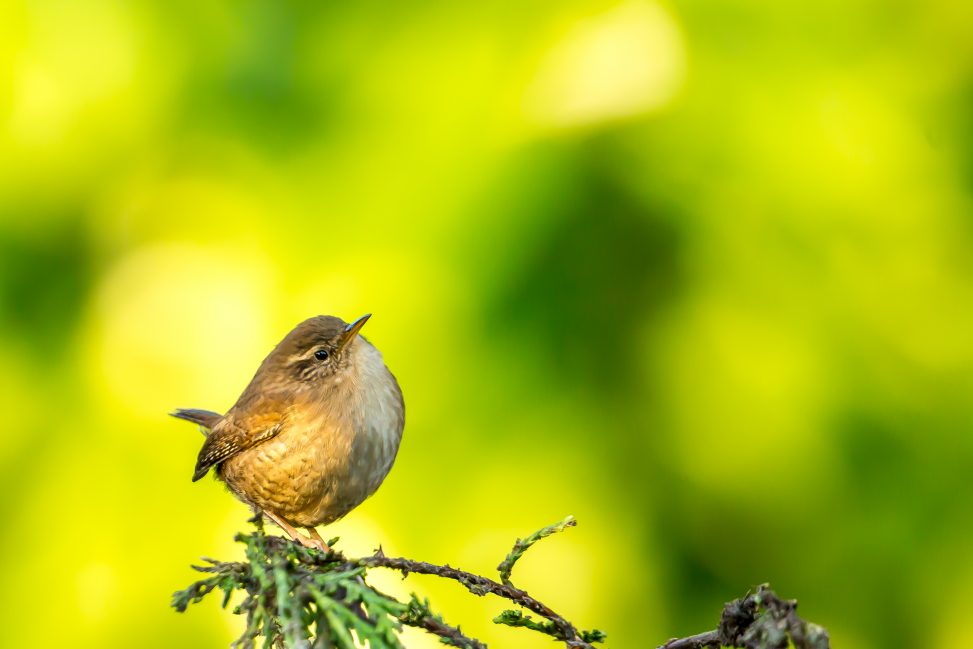 Wren